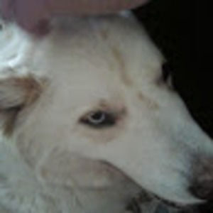 Meet your Posher, Helen